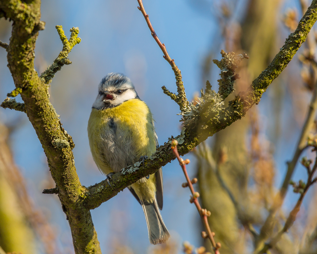 Blaumeise tserrrrretetet