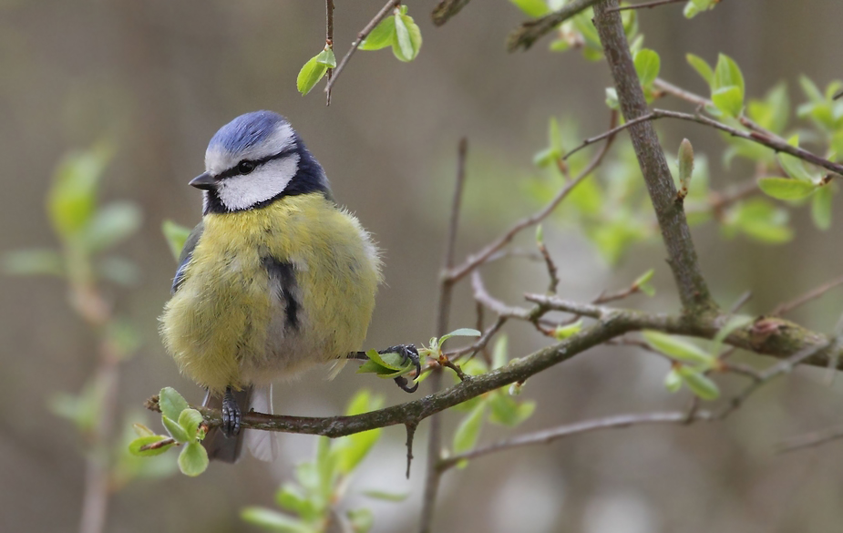 Blaumeise über mir