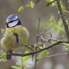 Blaumeise über mir