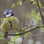 Blaumeise über mir