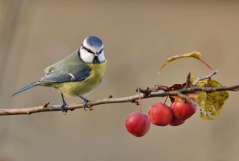 Blaumeise und Äpfelchen