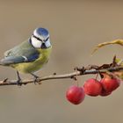 Blaumeise und Äpfelchen