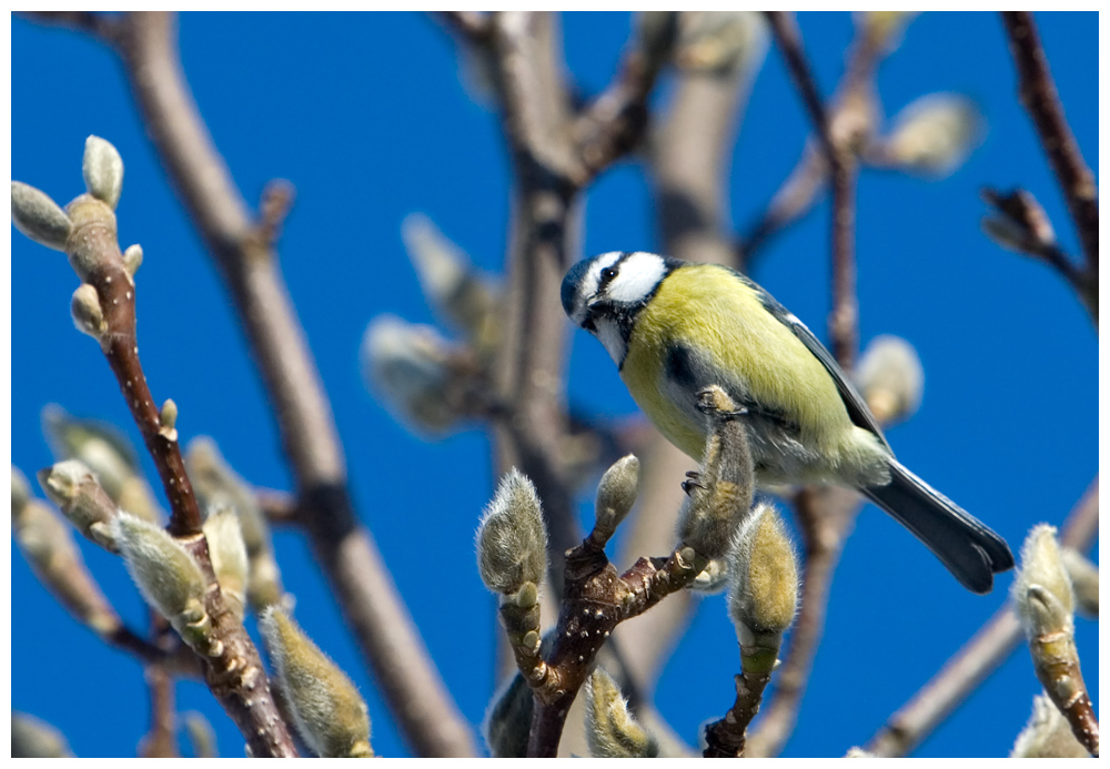 Blaumeise und blauer Himmel ;-)