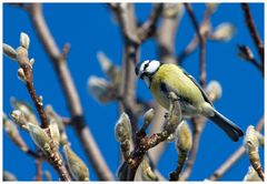 Blaumeise und blauer Himmel ;-)