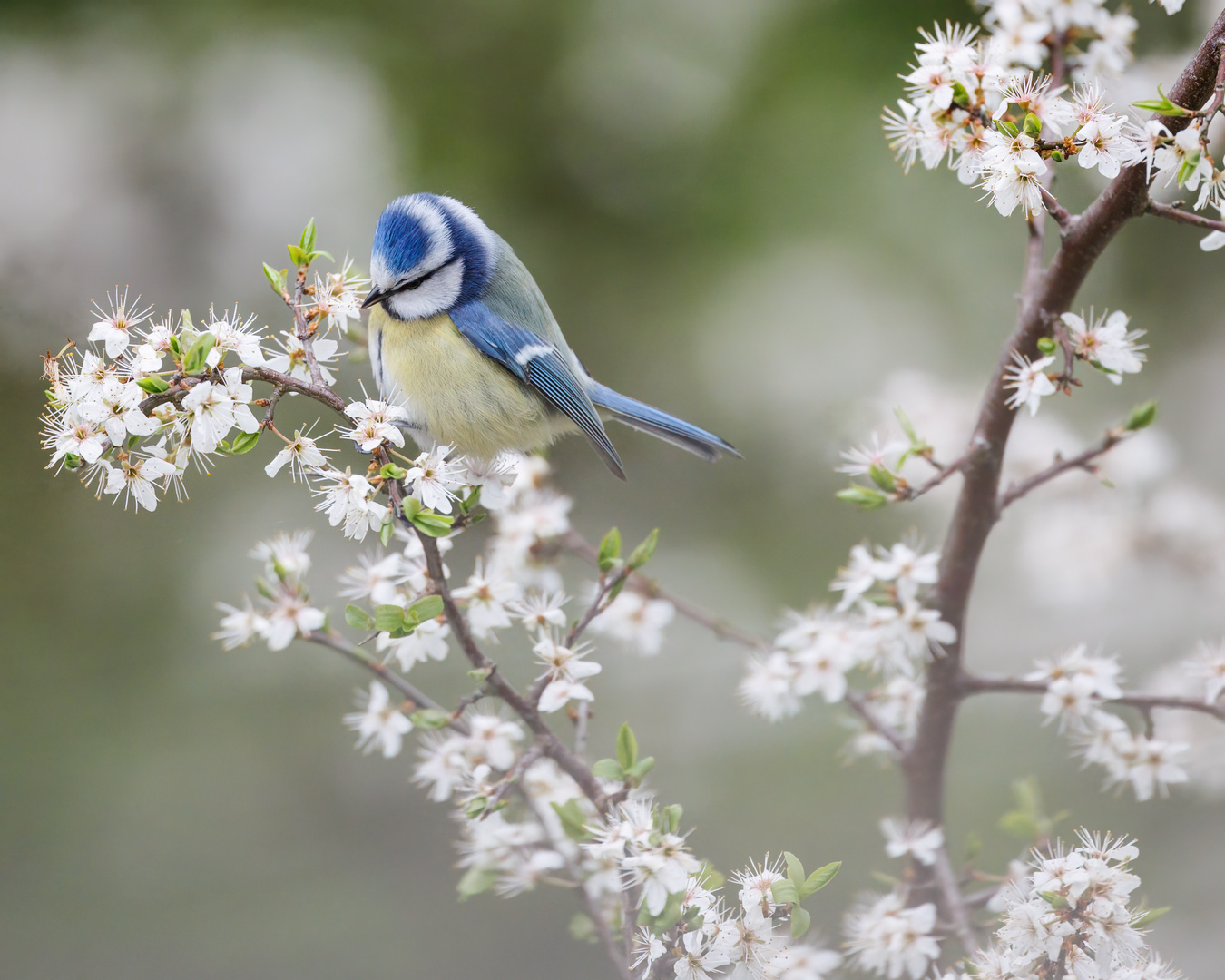 Blaumeise und Blüten