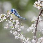 Blaumeise und Blüten