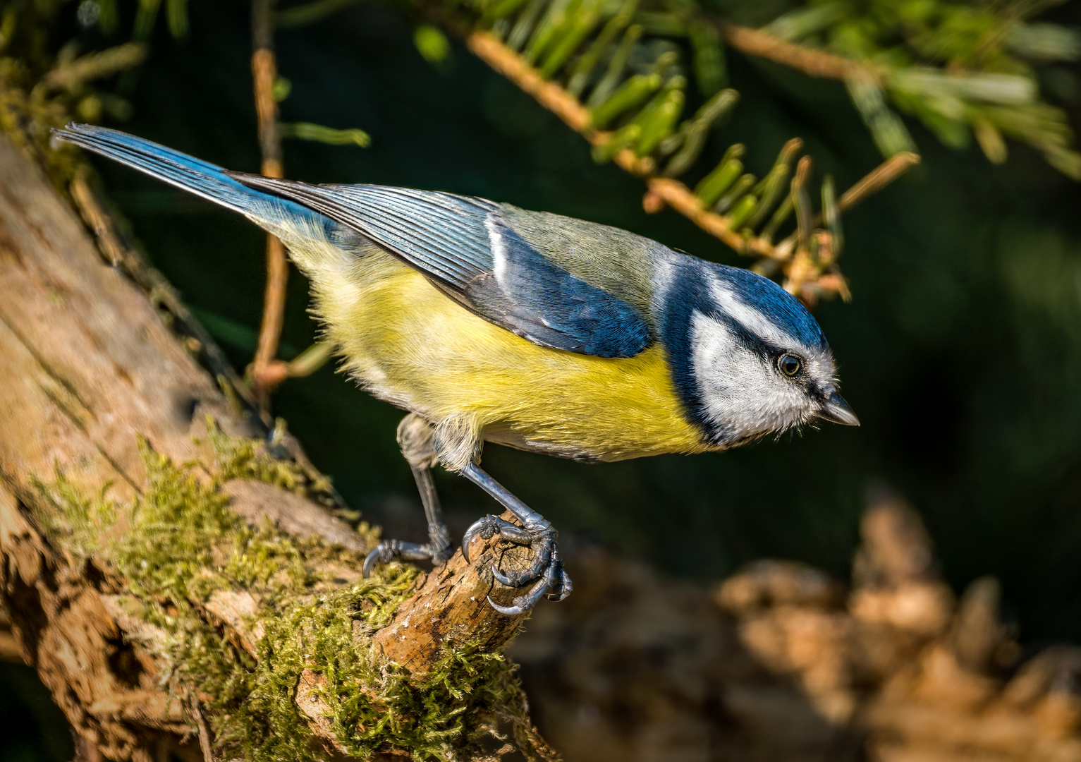 "BLAUMEISE" und das die Zigste