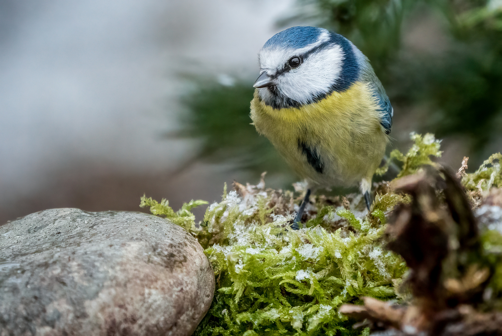 "Blaumeise und ein paar Flocken"