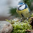 "Blaumeise und ein paar Flocken"