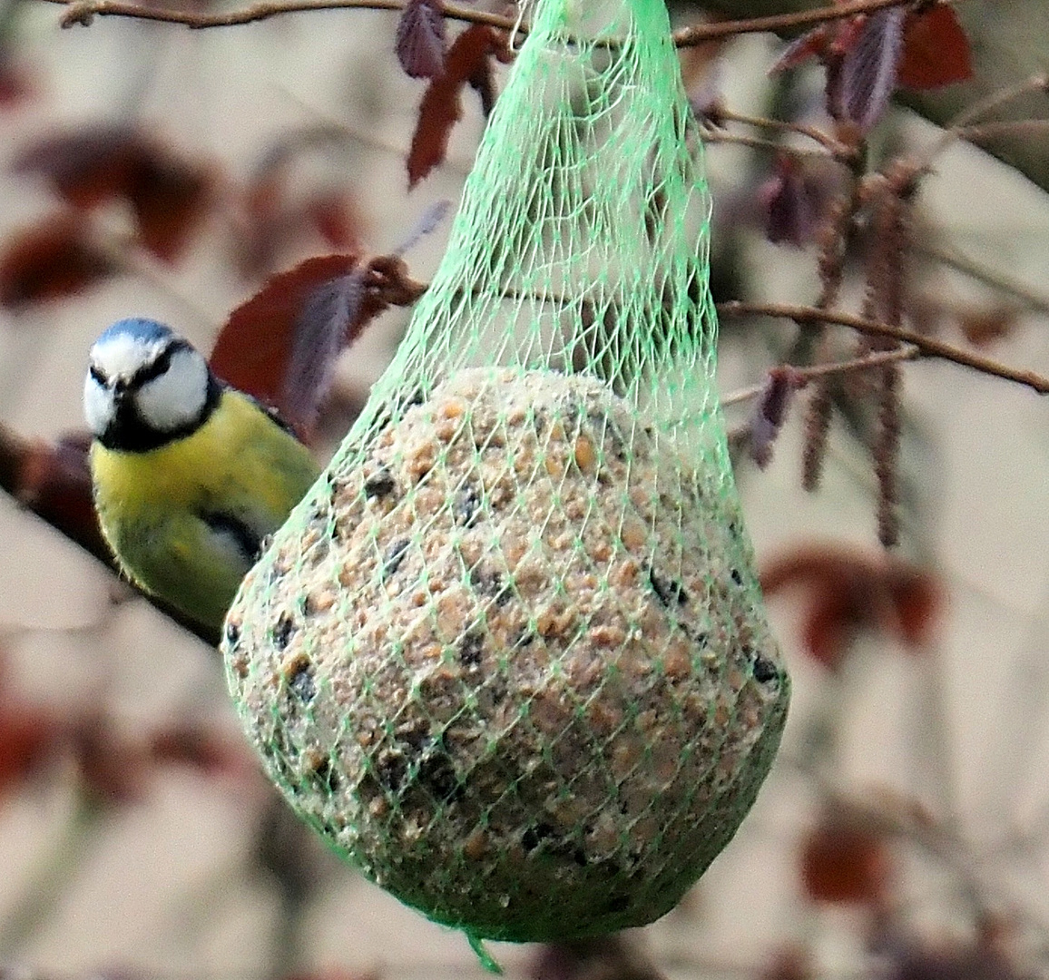 Blaumeise und ihr Meisenknödel