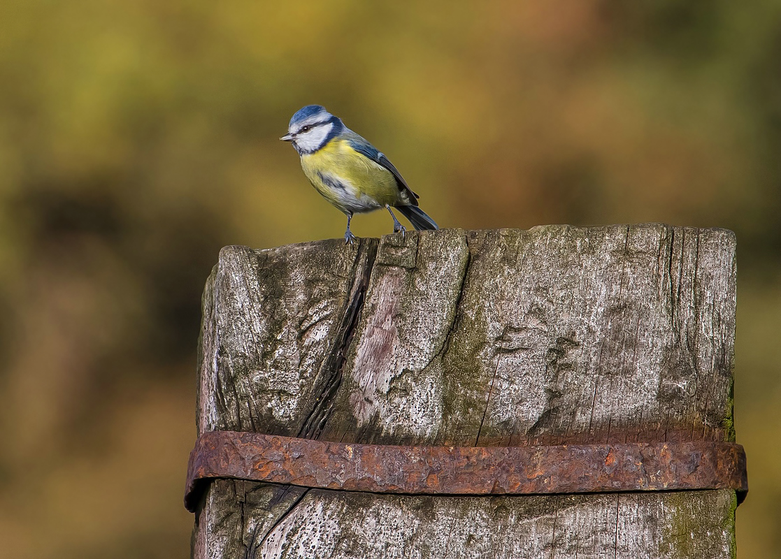 Blaumeise und ihr "Stammbaum"