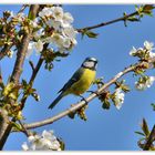 Blaumeise und Kirschblüten