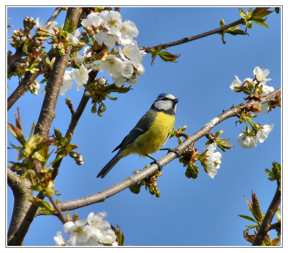 Blaumeise und Kirschblüten