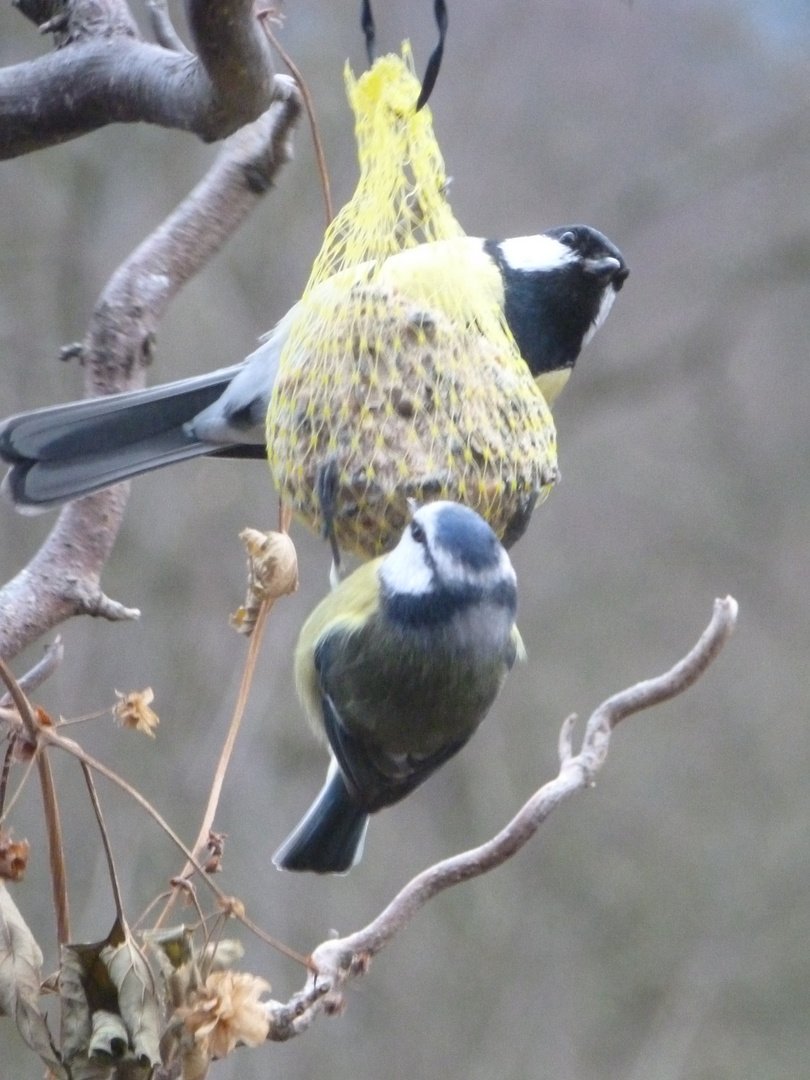 Blaumeise und Kohlmeise - Gemeinsam schmeckt es besser !