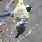 Blaumeise und Kohlmeise - Gemeinsam schmeckt es besser !