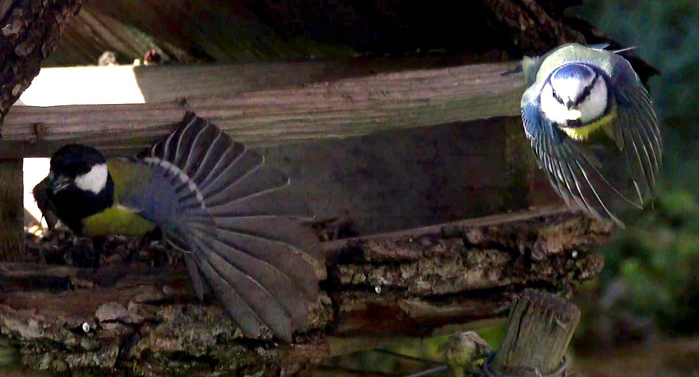 Blaumeise und Kohlmeise im Flug