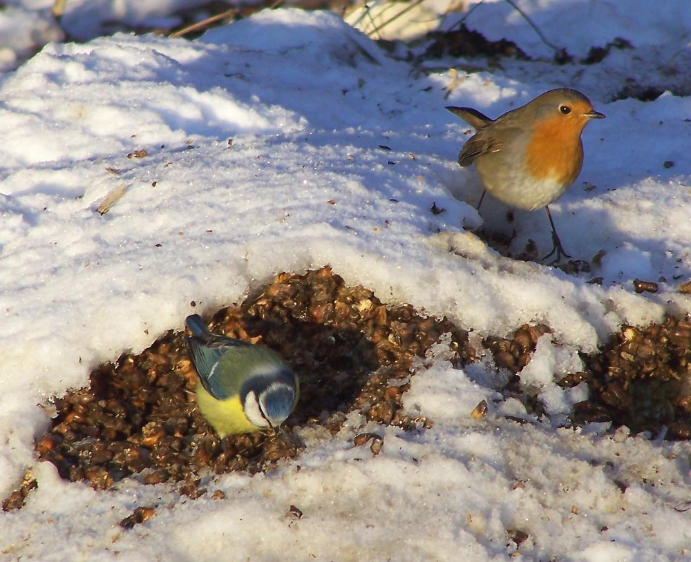 Blaumeise und Rotkehlchen