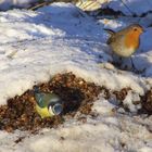 Blaumeise und Rotkehlchen