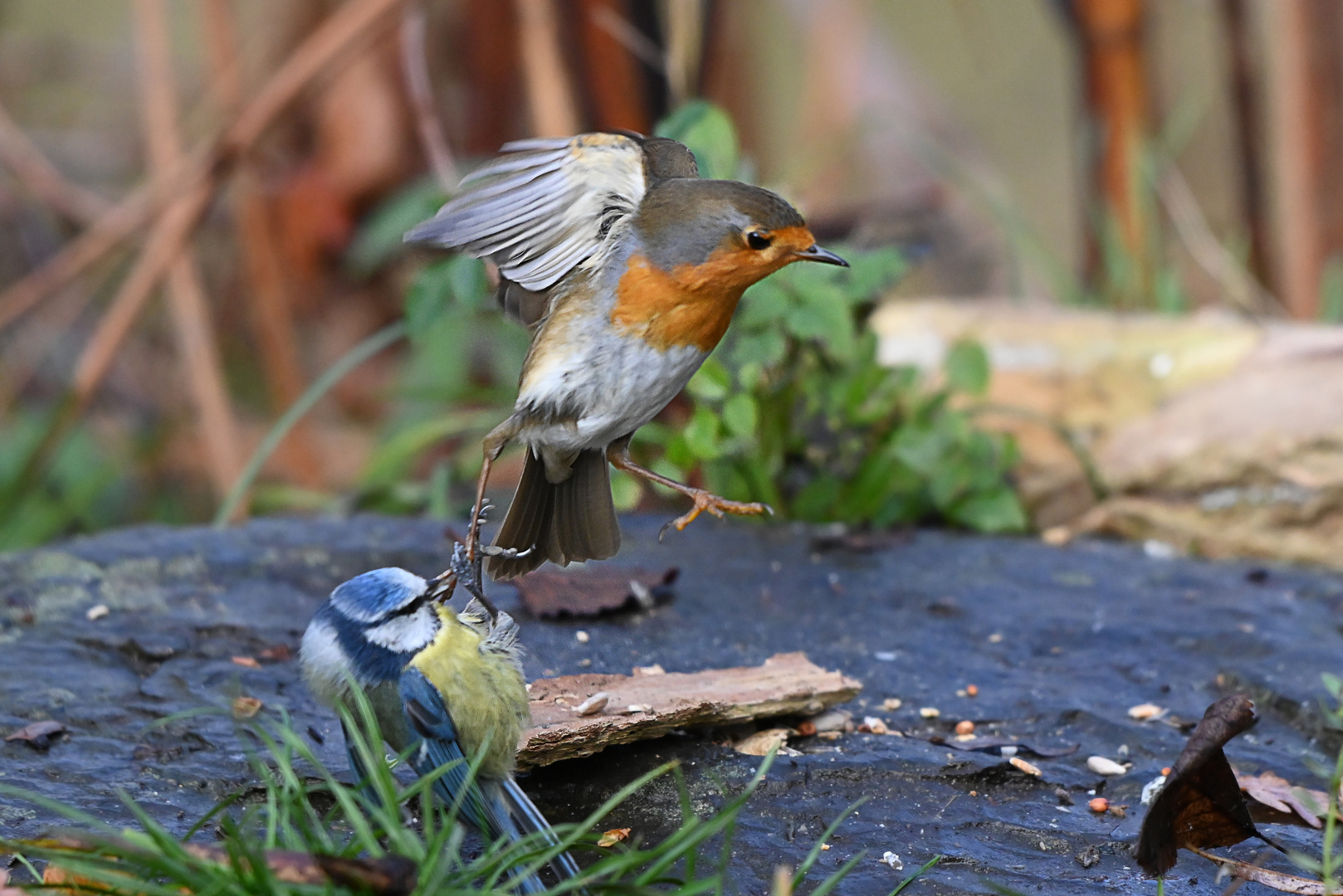 Blaumeise und Rotkehlchen treten sich vors Schienenbein