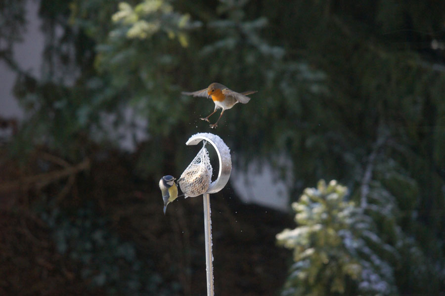 Blaumeise und Rotkelchen