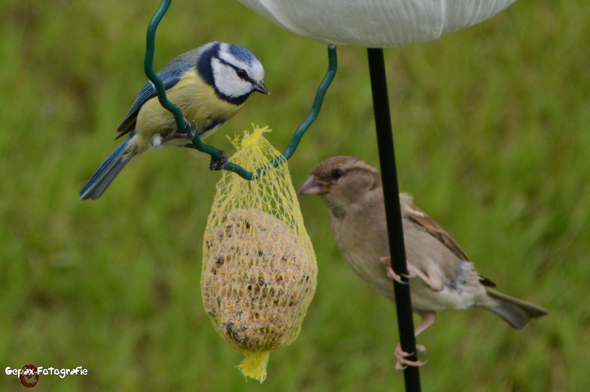 Blaumeise und weibl. Haussperling (Spatz) - GEPAX - 1147-2