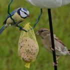 Blaumeise und weibl. Haussperling (Spatz) - GEPAX - 1147-2