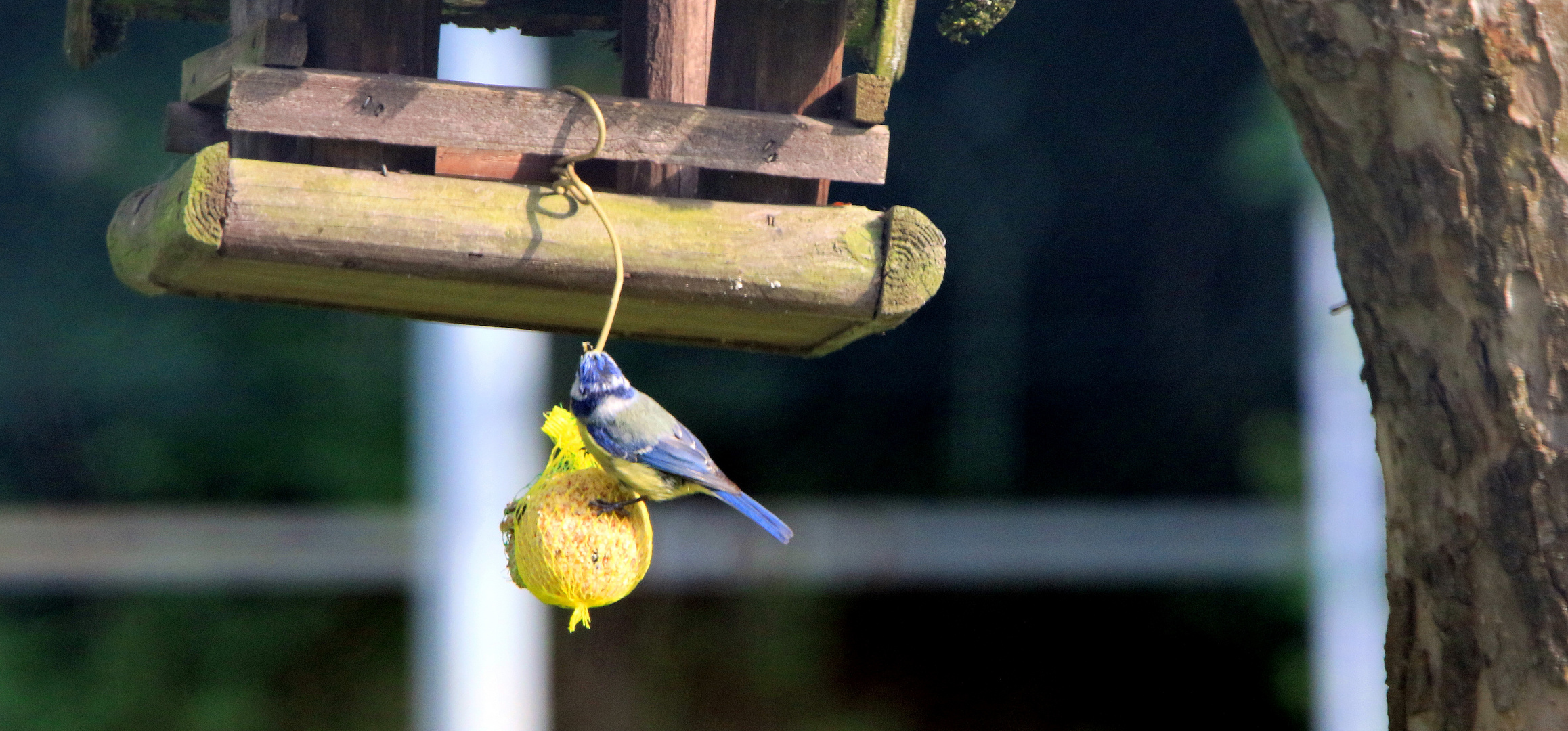 Blaumeise unter dem Futterhaus