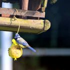 Blaumeise unter dem Futterhaus