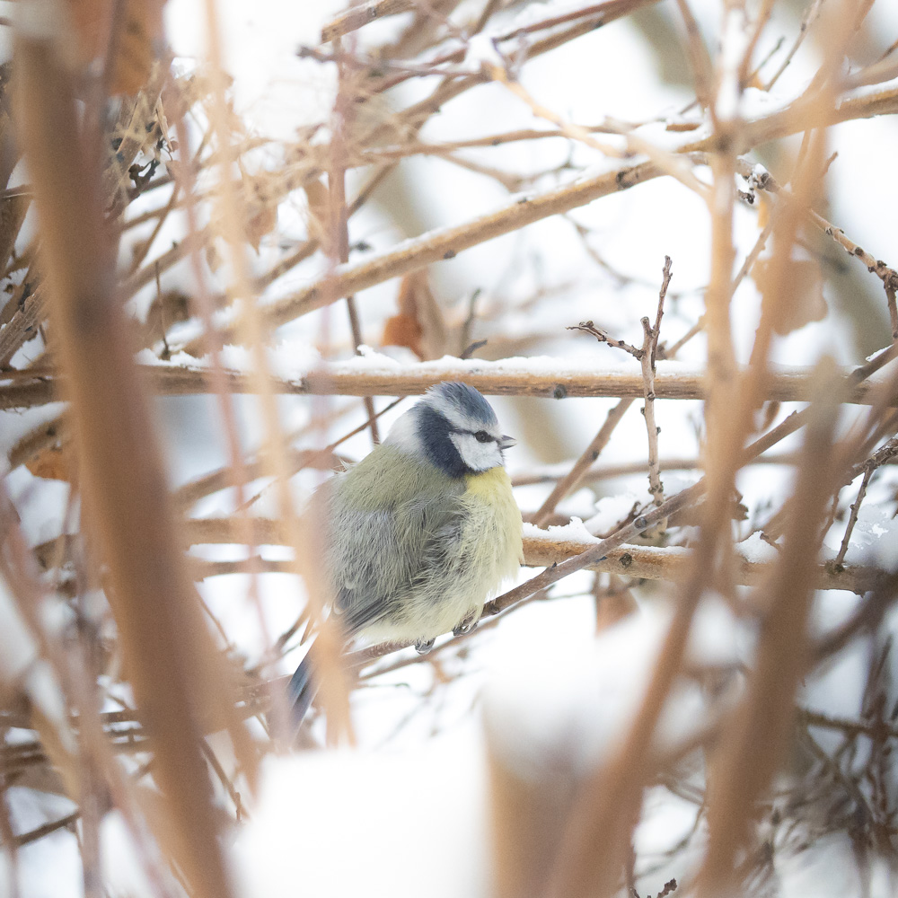 Blaumeise versteckt im Schnee