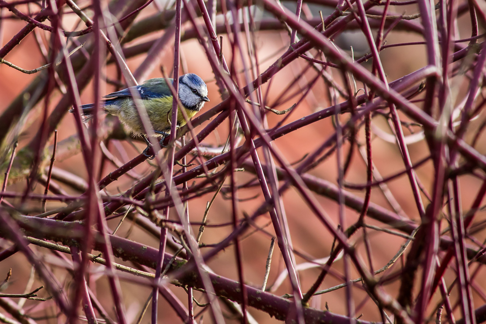 Blaumeise versteckt sich vor mir...