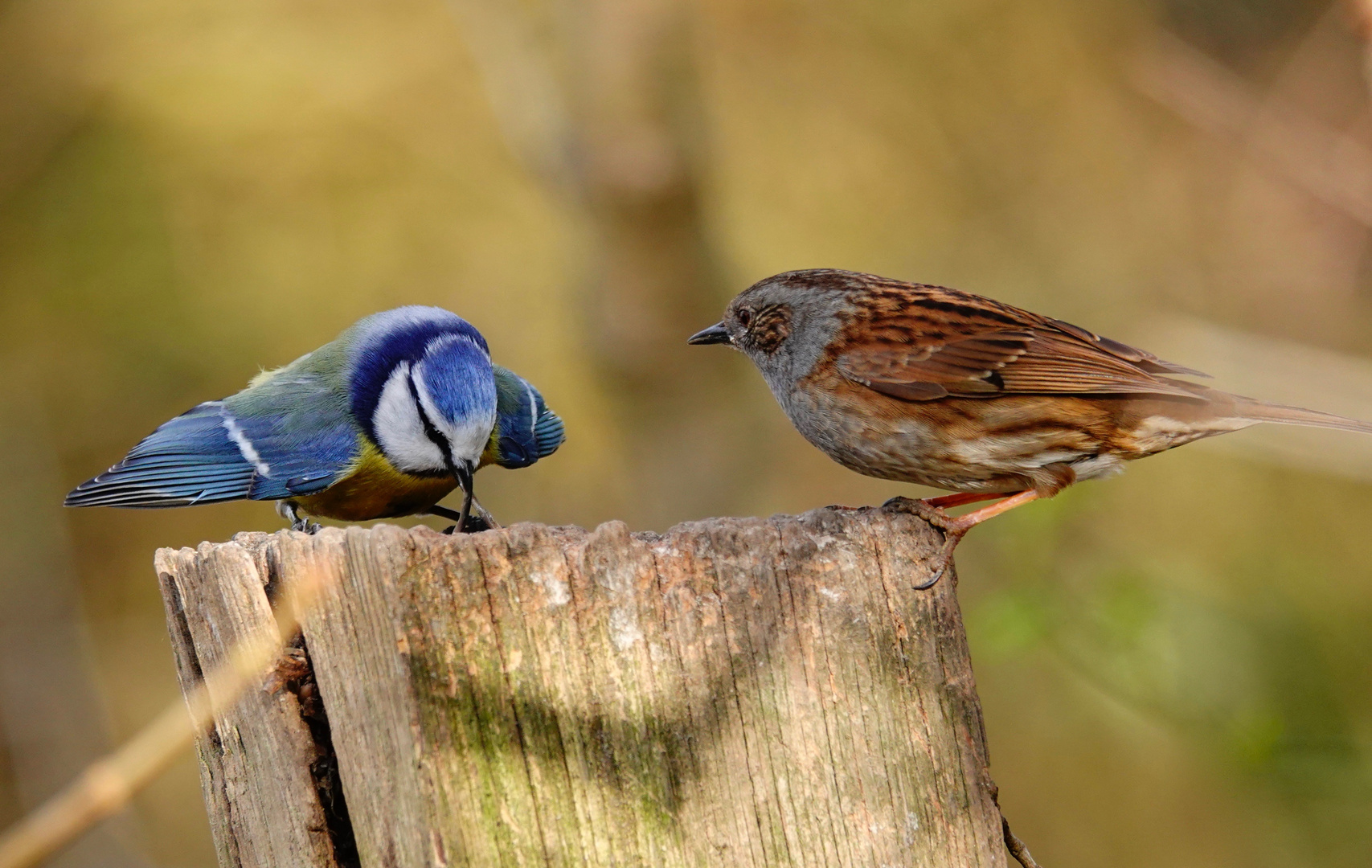 Blaumeise verteidigt ihr Futter