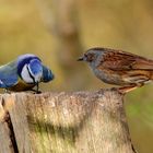 Blaumeise verteidigt ihr Futter