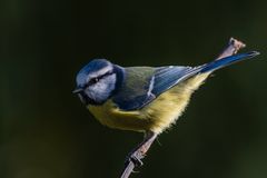 Blaumeise von der Sonne belichtet