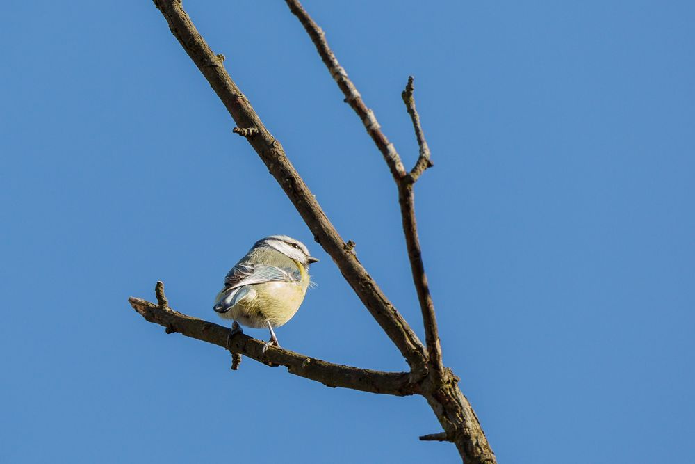 Blaumeise von hinten