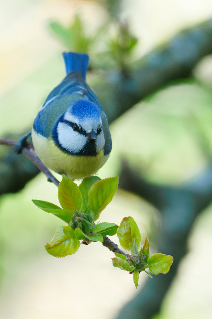 Blaumeise von vorne, geduckt vor dem Abflug