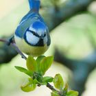 Blaumeise von vorne, geduckt vor dem Abflug