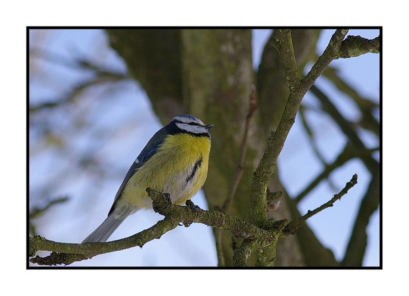 Blaumeise vor blauem Himmel