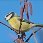 Blaumeise vor blauen Himmel und im  . . .