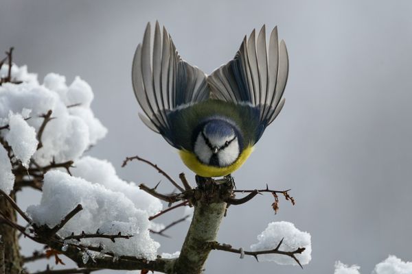 Blaumeise vor dem Abflug