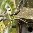 Blaumeise vor dem Brutkasten