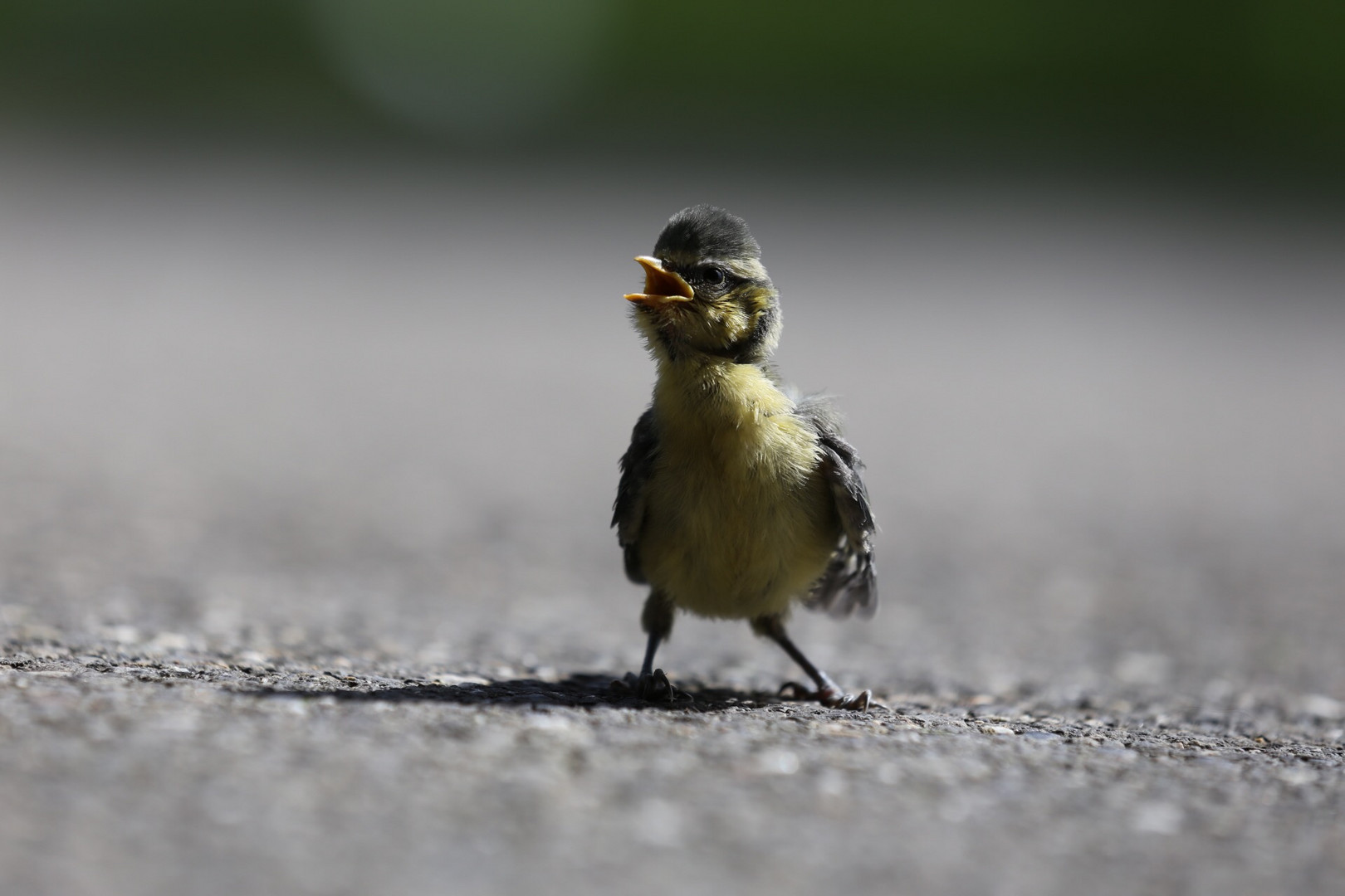 Blaumeise vor dem ersten Flugversuch