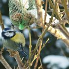 Blaumeise vor dem Fenster