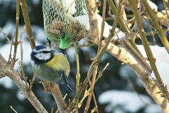 Blaumeise vor dem Fenster