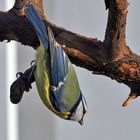 Blaumeise vor dem "Sturz " auf das Futter