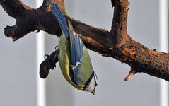 Blaumeise vor dem "Sturz " auf das Futter