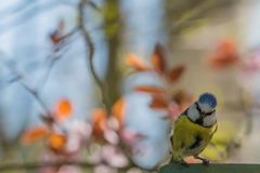 Blaumeise vor Frühjahrs - Dekor