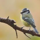 Blaumeise vor herbstlicher Kulisse