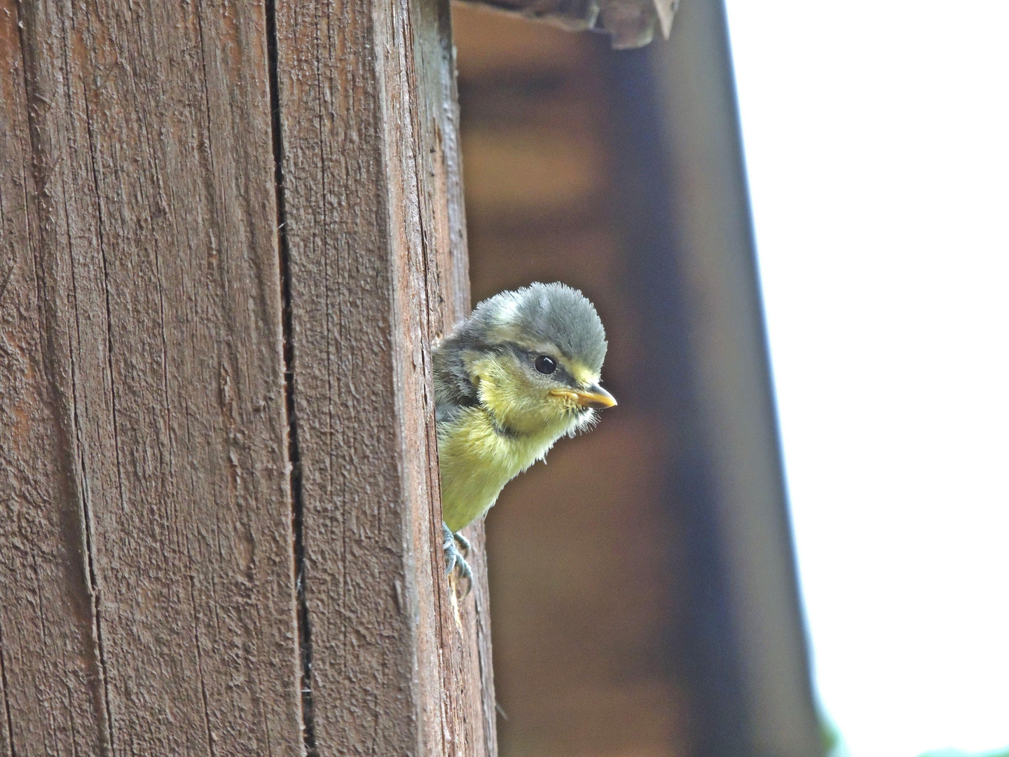 Blaumeise vor ihrem ersten Flugversuch