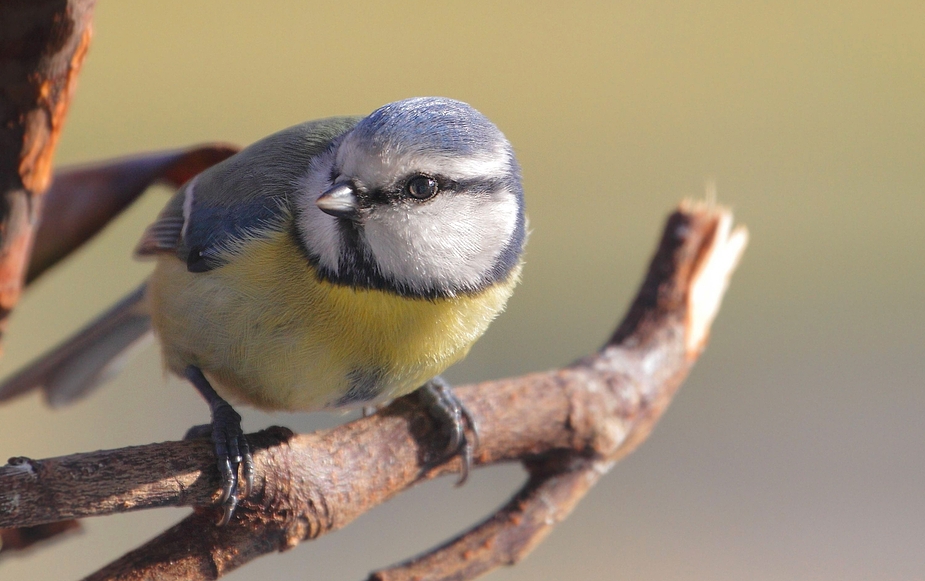 Blaumeise vorm Abheben