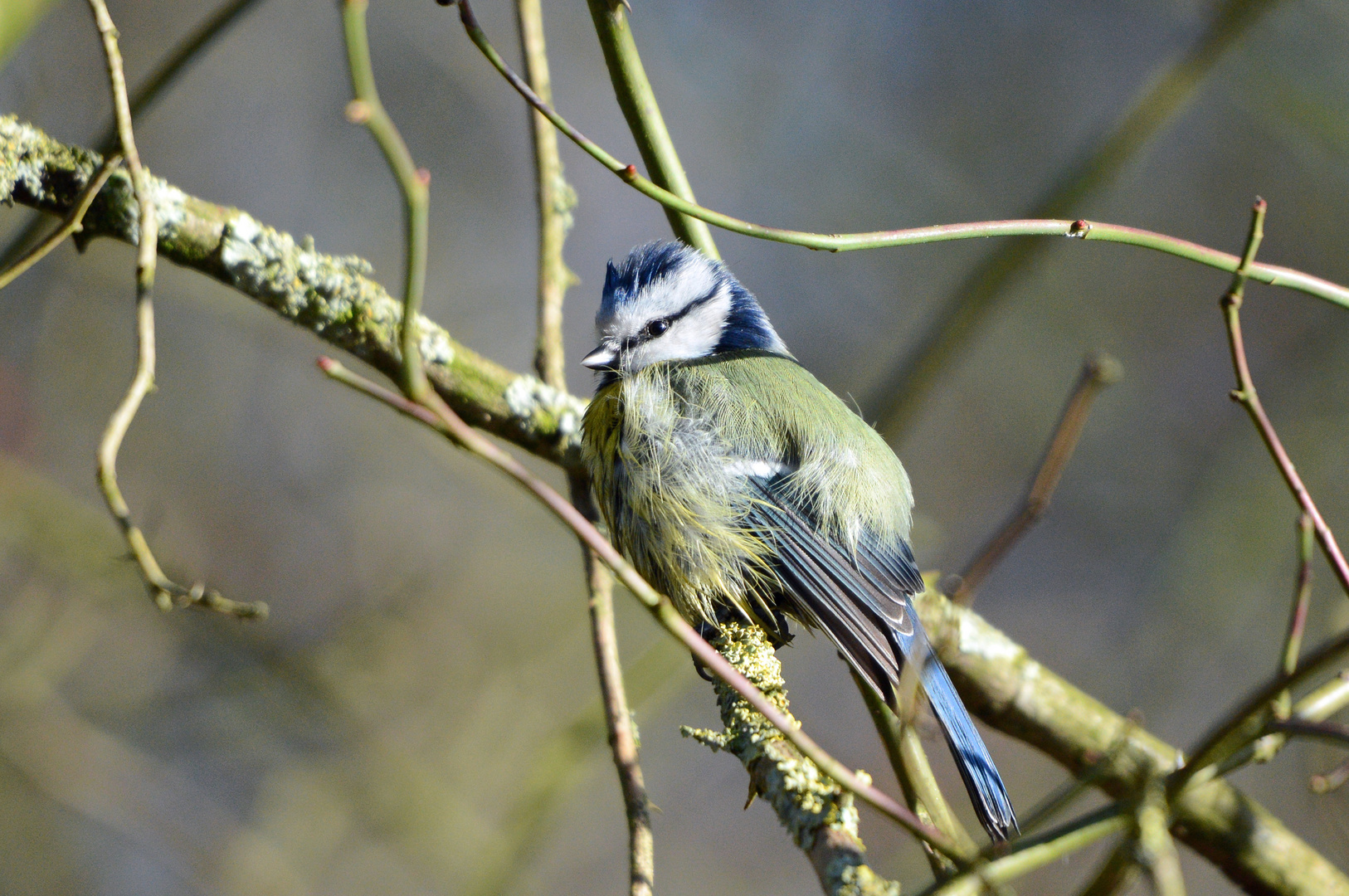 Blaumeise während der Gefiederpflege